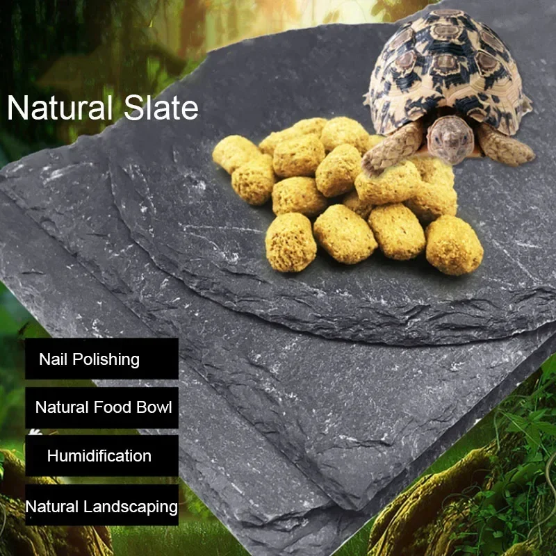 Aquarium Fish Food - تغذية الزواحف لحوض السمك الطبيعي للحيوانات