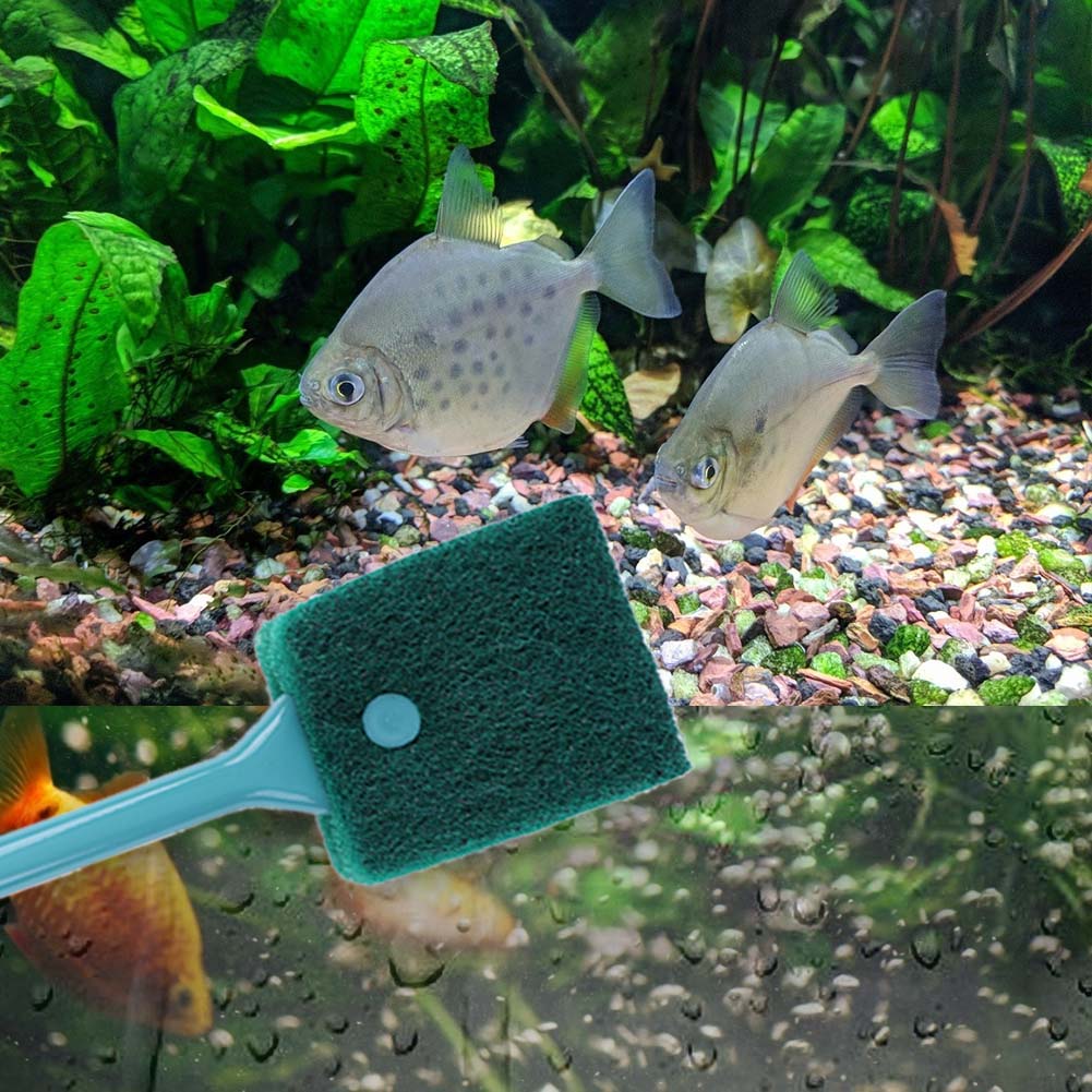 منظف إسفنجي مزدوج الجوانب لحوض - مراجعة Aquarium Fish Tank Cleaner وسعره