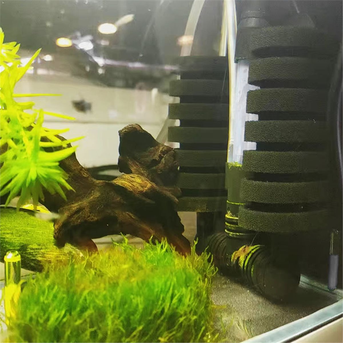 【قائمة المنتجات الأساسية】 فلتر - مراجعة Aquarium Fish List وسعره