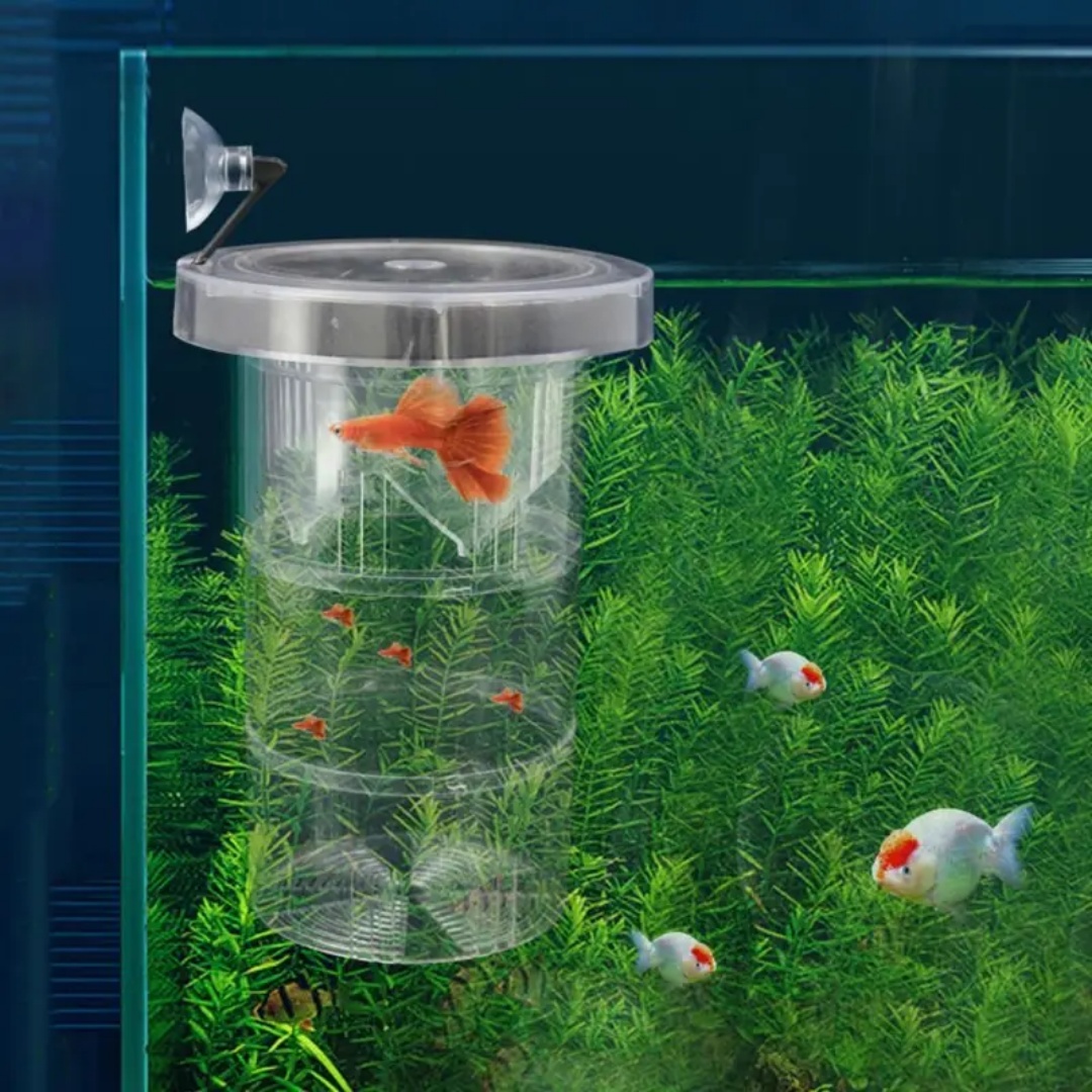 الاكريليك العائمة تربية الأسما - مراجعة Aquarium Fish Cave وسعره