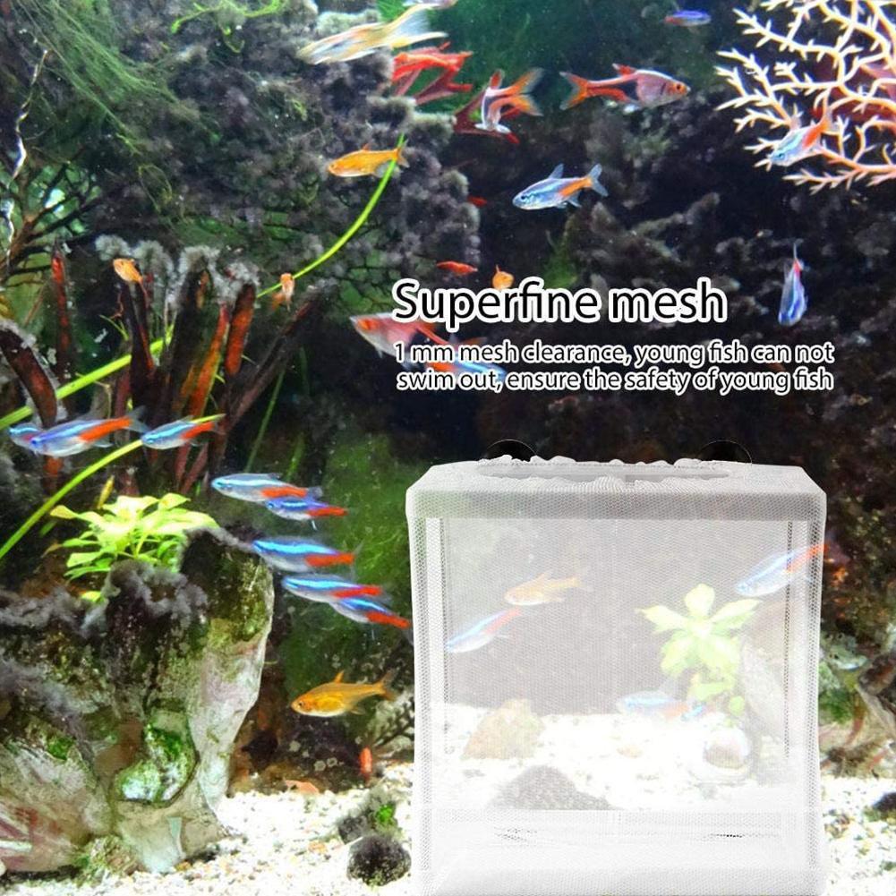 صندوق عزل التفريخ لحوض السمك،  - مراجعة Aquarium Fish Trap وسعره