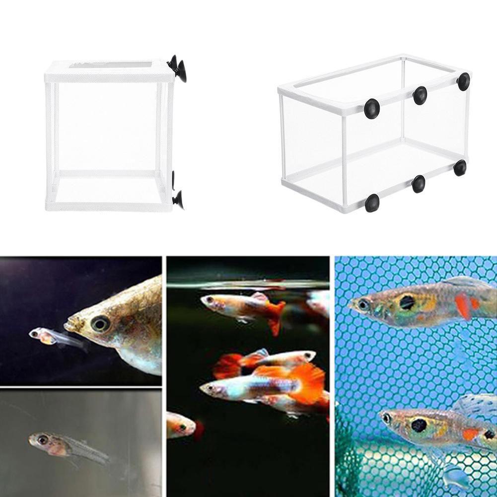 صندوق عزل التفريخ لحوض السمك،  - مراجعة Aquarium Fish Trap وسعره