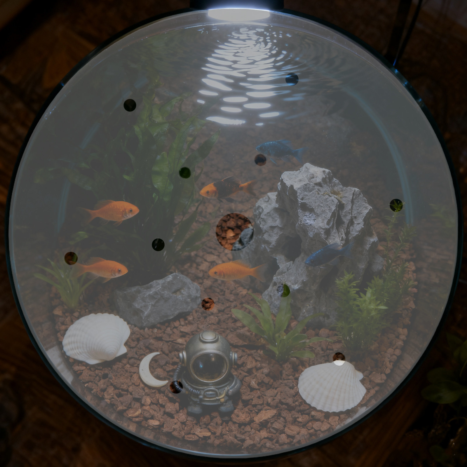 غطاء حوض أسماك دائري من الأكري - مراجعة Aquarium Fish Escape وسعره