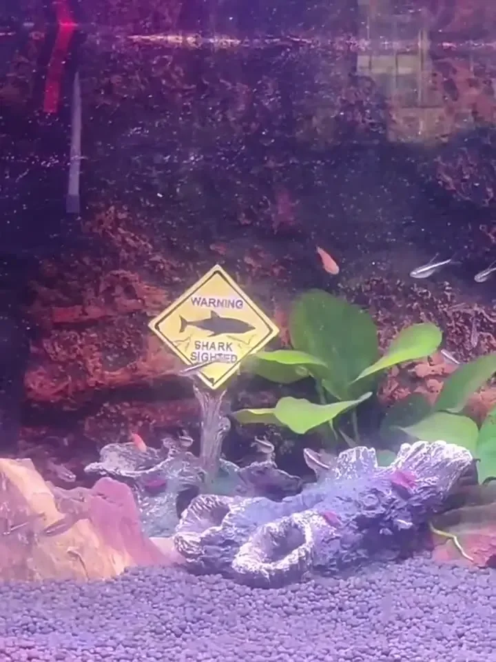 الراتنج حوض السمك الحلي الزخرف - مراجعة Aquarium Fish Shark وسعره